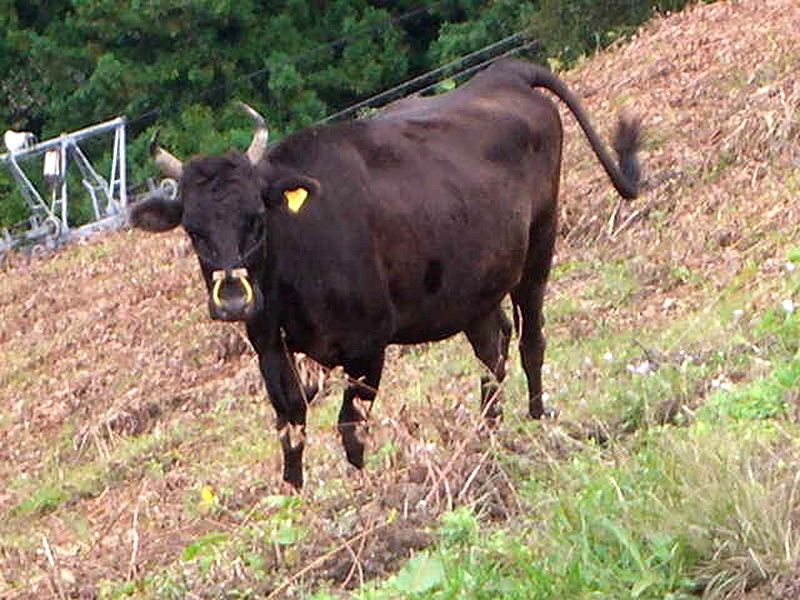 Різновид корів чорної породи - Тадзіма (преф