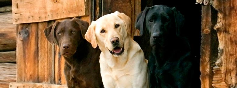Британська страхова компанія Animal Friends, що спеціалізується на страхуванні домашніх тварин, вирішила встановити, представники якої породи собак найчастіше нападають на господарів і незнайомих людей,   пише The Independent